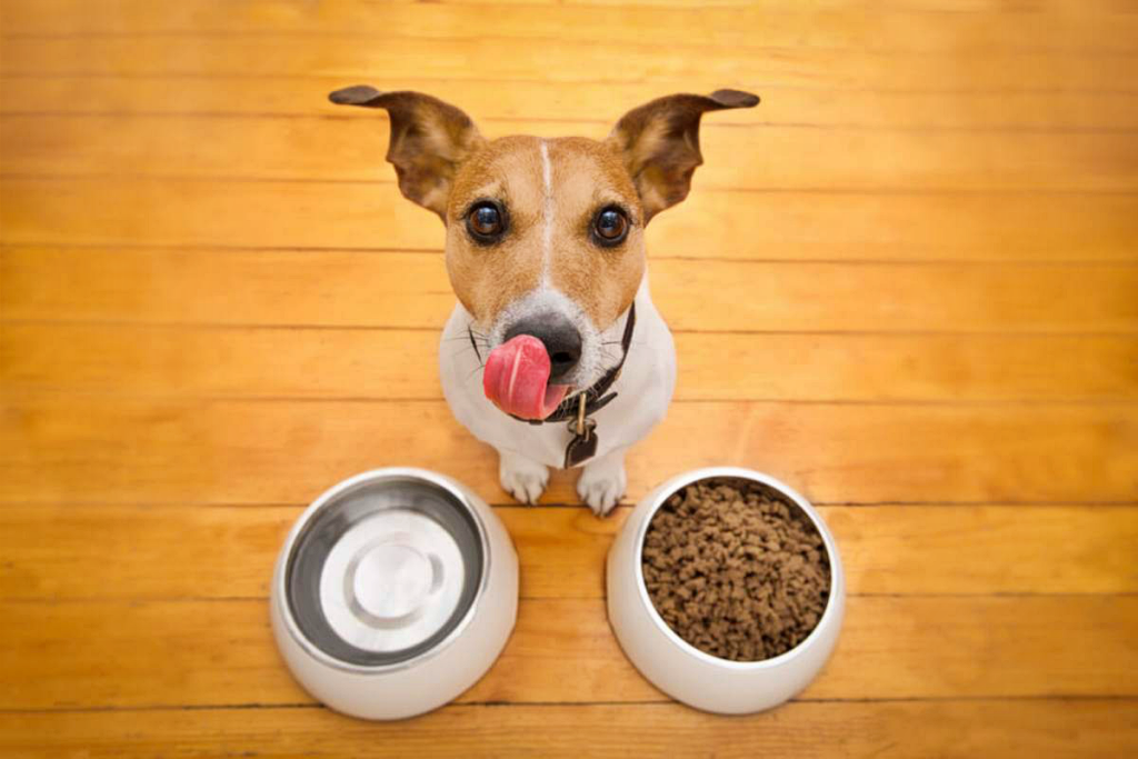Alimentacion de un perro